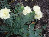 photo les fleurs du jardin Œillet, Dianthus caryophyllus blanc