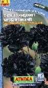 fotografie Zahradní květiny Karafiát, Dianthus caryophyllus černá