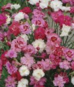 fénykép Kerti Virágok Szegfű, Dianthus caryophyllus rózsaszín