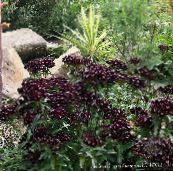 fénykép Kerti Virágok Török ​​szegfű, Dianthus barbatus fekete