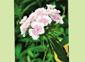 fotografie Zahradní květiny Sweet William, Dianthus barbatus bílá