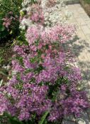 foto Flores de jardín Perrenial Clavel, Dianthus x allwoodii, Dianthus  hybrida, Dianthus  knappii lila