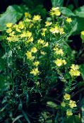 žltá Dianthus Perrenial