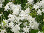 beyaz Dianthus Perrenial
