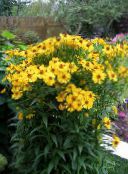 foto Dārza Ziedi Sneezeweed, Helen Ziedu, Dogtooth Margrietiņa, Helenium autumnale dzeltens