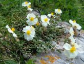 foto Have Blomster Zistrose, Helianthemum hvid