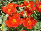 foto Flores do Jardim Esteva, Helianthemum vermelho