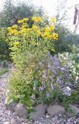 fotografie Zahradní květiny False Slunečnice, Ox-Eye, Slunečnice Heliopsis, Heliopsis helianthoides žlutý