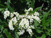 снимка Градински цветове Хелиотроп, Сладкиш С Вишни Растителна, Heliotropium бял