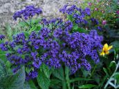 снимка Градински цветове Хелиотроп, Сладкиш С Вишни Растителна, Heliotropium син