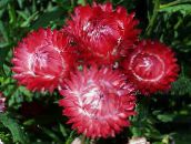 fotografie Záhradné kvety Papier Sedmokráska, Sunray, Helipterum červená