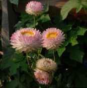 foto I fiori da giardino Strawflowers, Carta Margherita, Helichrysum bracteatum rosa