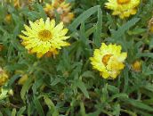 sarı Strawflowers, Kağıt Papatya