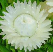 zdjęcie Ogrodowe Kwiaty Gelihrizum Wysokie, Helichrysum bracteatum biały