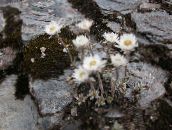 foto Trädgårdsblommor Helichrysum Perrenial vit