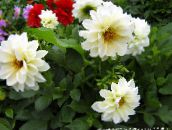 fotografie Záhradné kvety Jiřina, Dahlia biely