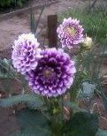 foto Vrtne Cvjetovi Dalija, Dahlia ljubičasta