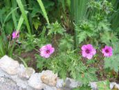 foto Flores do Jardim Gerânio Résistente, Gerânio Selvagem, Geranium rosa