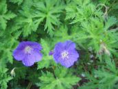 foto Flores de jardín Geranio Resistente, Geranio Silvestre, Geranium azul claro
