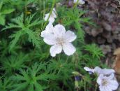 foto I fiori da giardino Geranio Hardy, Geranio Selvatico, Geranium bianco