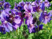 fotografie Záhradné kvety Vytrvalý Pelargónie, Divoké Pelargónie, Geranium fialový