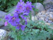 zdjęcie Ogrodowe Kwiaty Geranium (Bodziszka) niebieski