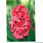 rød Hollandsk Hyacint