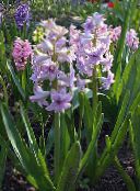 Nederlandsk Hyacinth