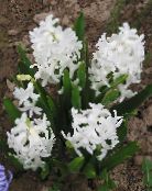 foto Trädgårdsblommor Holländsk Hyacint, Hyacinthus vit