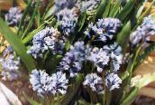 lyse blå Hyacinthella Pallasiana
