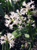 hvid Hyacinthella Pallasiana