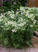 photo les fleurs du jardin Virginie Waterleaf, Hydrophyllum virginianum blanc