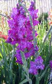 foto Trädgårdsblommor Gladiolus lila