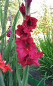 foto Flores do Jardim Gladíolo, Gladiolus vermelho