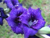 foto Flores do Jardim Gladíolo, Gladiolus azul