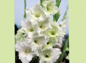 foto Trädgårdsblommor Gladiolus vit