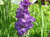 photo les fleurs du jardin Glaïeul, Gladiolus pourpre