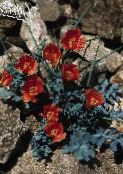 zdjęcie Ogrodowe Kwiaty Glaucium czerwony