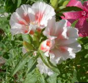 photo les fleurs du jardin Atlasflower, Adieu À Ressort, Godetia blanc