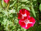 фото Садовые цветы Годеция, Godetia красный