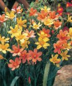 foto Flores do Jardim Cape Tulipa, Homeria collina, Moraea collina laranja
