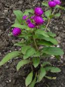 zdjęcie Ogrodowe Kwiaty Gomphrena, Gomphrena globosa purpurowy