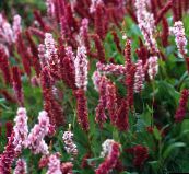burgundia Troscot Himalaya, Floare Fleece Himalaya
