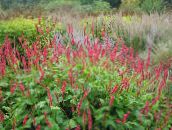 foto Dārza Ziedi Kalnu Vilnas, Polygonum amplexicaule, Persicaria amplexicaulis sarkans