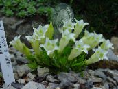 фото Садовые цветы Горечавка многолетняя, Gentiana белый