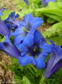 foto Have Blomster Ensian, Pil Ensian, Gentiana blå