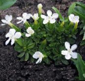 nuotrauka Sodo Gėlės Gencijono, Gluosniai Gencijonas, Gentiana baltas