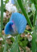 foto Flores do Jardim Ervilha Doce, Lathyrus odoratus luz azul