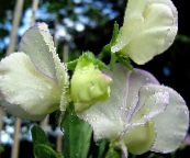 fotografie Zahradní květiny Hrachor Vonný, Lathyrus odoratus bílá