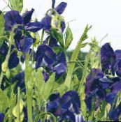 foto Flores do Jardim Ervilha Doce, Lathyrus odoratus azul